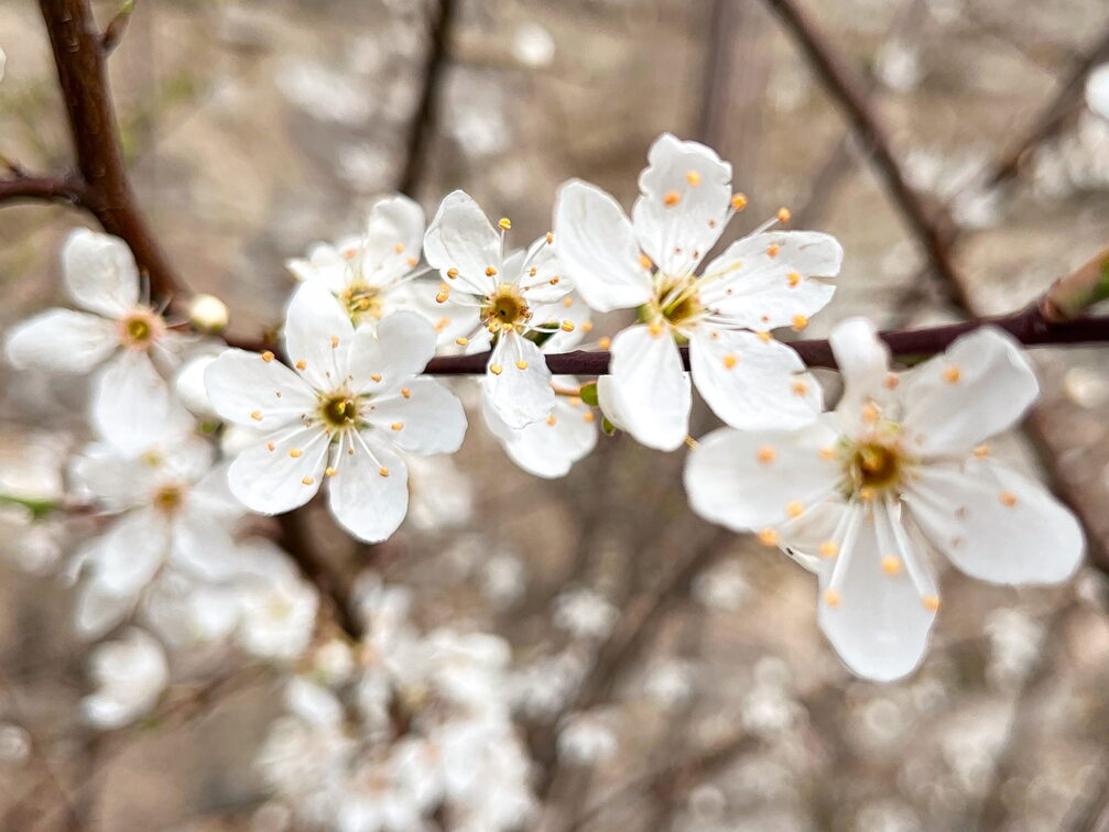 23-03-17 12-16-06 4904